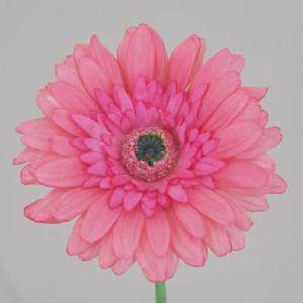 Real Touch Silk Gerbera Pink 63cm Artificial Flowers